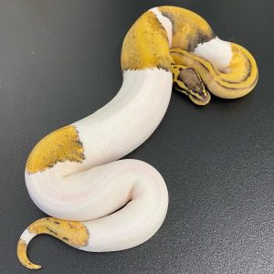 Killer pied male Ball Python