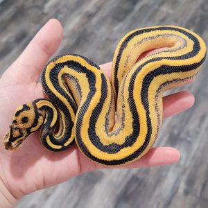 Super Orange dream leopard freeway Female