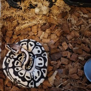 Axanthic firefly poss yellow belly Female