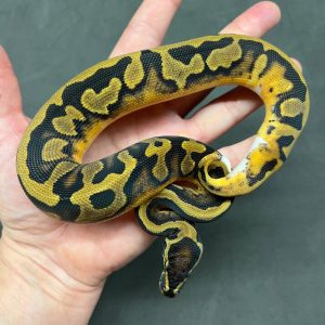 Female Pied Poss Enchi Het Albino