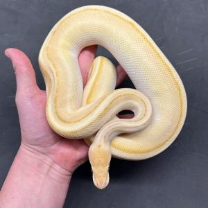 Male Banana Butter Genetic Stripe