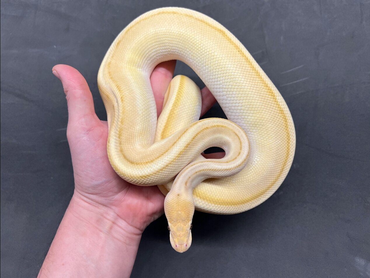 Male Banana Butter Genetic Stripe
