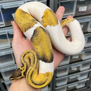 Male Killer Pied Ball Python