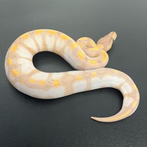 Female Banana Pied Ball Python