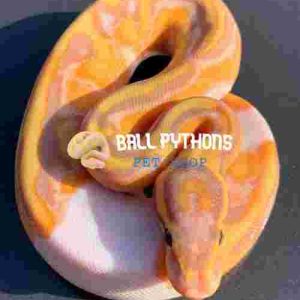 Female Banana Enchi Ball Python