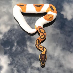 Female Banana Cinnamon pied