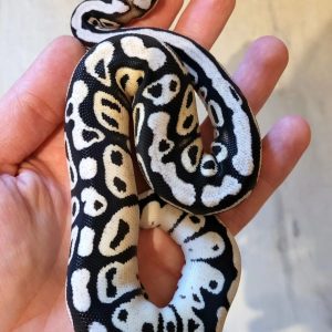 Female Axanthic firefly poss yellow belly