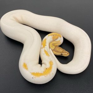 Female Coral glow calico Pastel pinstripe
