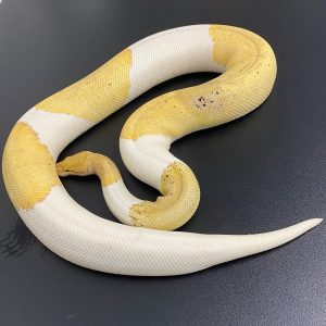 Female Coral glow lemon blast pied