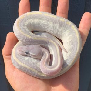 Super Phantom Ghost Female Ball Python