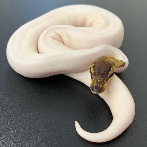 Male black pewter pied Ball Python