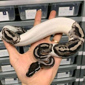 Female Axanthic Pied