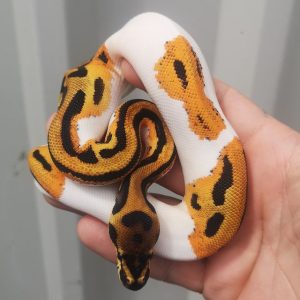 OD pied. Male Ball python