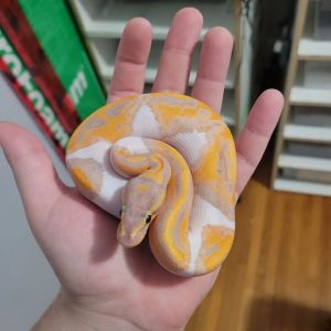 Female Banana pied Ball Python
