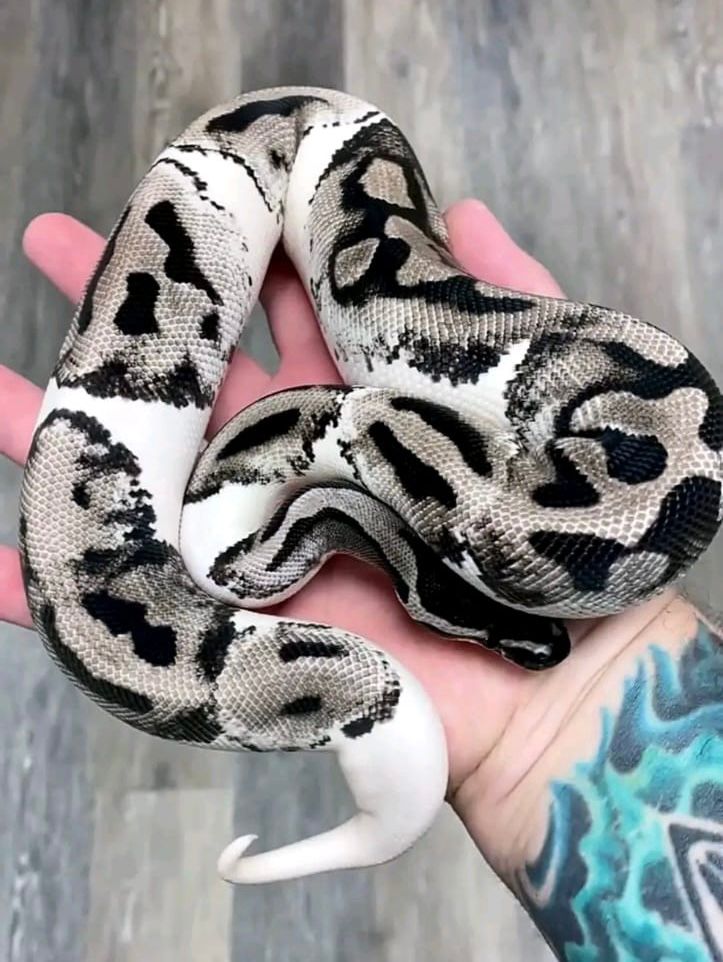 Axanthic pied Female Ball Python