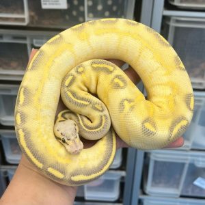 Super Pastel Highway Female