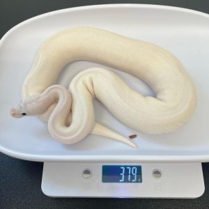 Lesser Mojave Female Ball Python