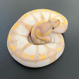 Banana calico het clown Male