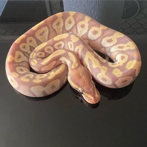 Banana pied Male Ball Python
