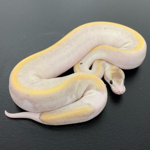 Punkin champagne lesser pied Female