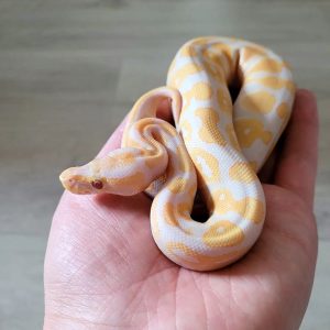 Lavender Albino het piebald Male