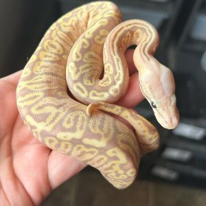 Banana granite Pastel yellow belly Female