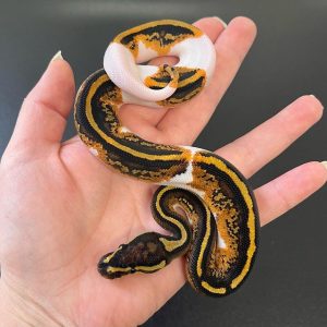 Female Grave YB pied Ball Python