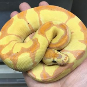 Female Banana clown Ball Python