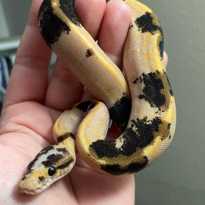 Banana GHI pinstripe Male