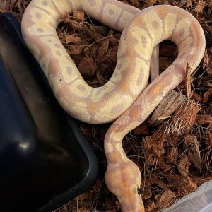 Male Banana clown 66% het Hypo