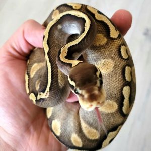 Male GHI Pastel Phantom Yellow Belly