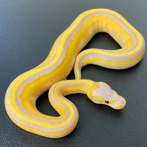 Female Coral glow stripe Ball Python