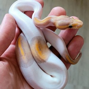 Banana pied Female Ball Python