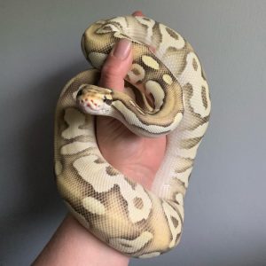 Female OD mojave firefly Ball Python