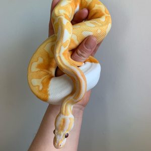 Black pewter candino Female Ball Python