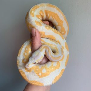 Black Pastel lavender het pied Female