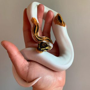 ODYB pied het clown Male Ball Python