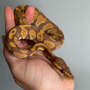 Black head Ultramel Female Ball Python