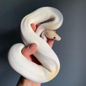 Ivory pied poss het DG Female