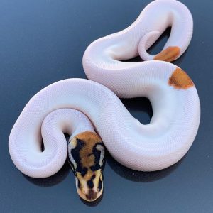 Orange dream pied Female