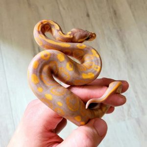 Banana het Piebald  Male