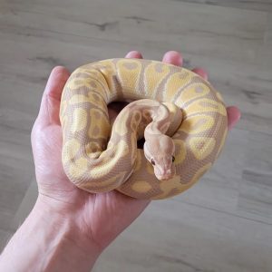 Coral glow ultramel Male Ball Python