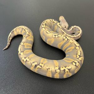 GHI Pastel orange dream yellow belly Female