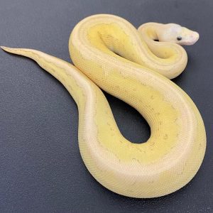 Super Pastel butter clown Female