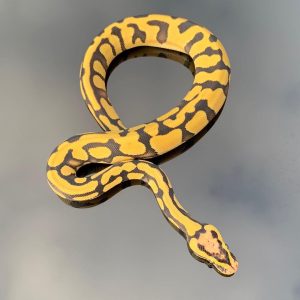 Enchi firefly desert Ghost Male