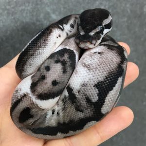 Axanthic pied male