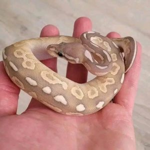 Black Pastel fire lesser Hypo female.