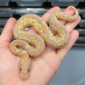 Banana Hurricane Clown Female