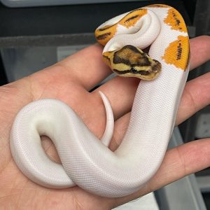 OD Fire YB Pied Female