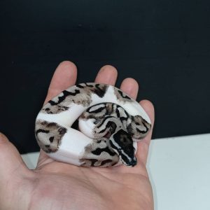 Lightening Pied Female.